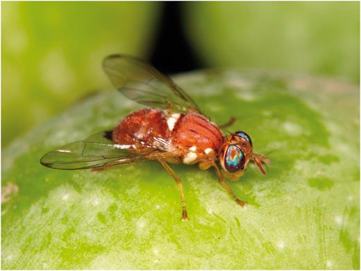 Olive fruit fly female (4–5 mm long) with ovipositor (Photo by Rollin Coville).