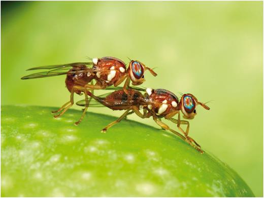 Olive fruit fly male and female mating (Photo by Rollin Coville).
