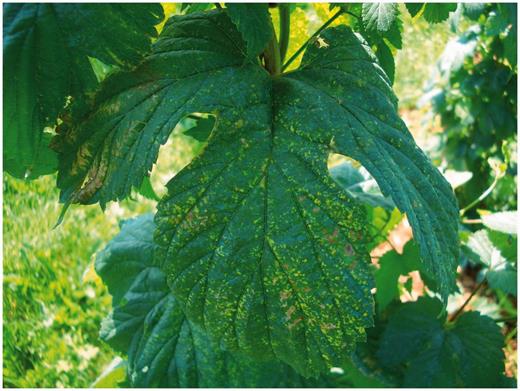 Phytotoxicity from application of copper-based fungicide.