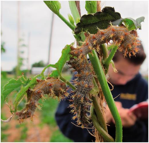 Eastern comma larva, a minor hop pest.