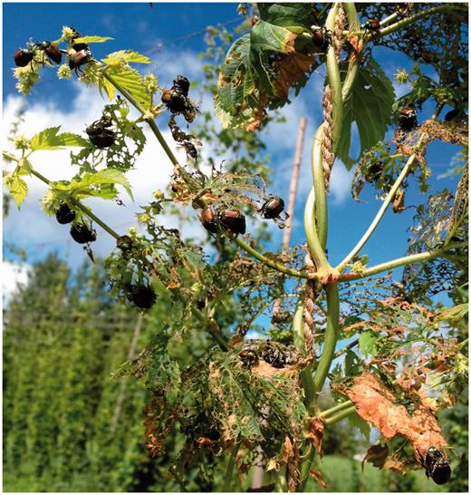 Japanese beetle adults and defoliation. This is a minor pest in northern hop yards yet a more serious pest in southern locations.