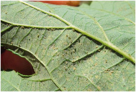 Twospotted spider mite, Tetranychus urticae Koch, adults, nymphs, and eggs.