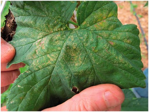Characteristic twospotted spider mite “stippling” damage at a moderate mite infestation level.