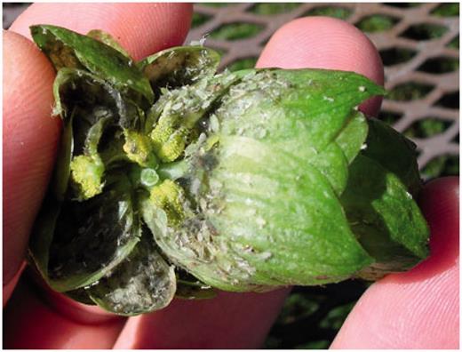 Hop cone infested with hop aphids and sooty mold.