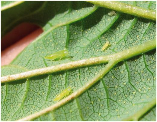 Potato leafhopper, Empoasca fabae (Harris), nymphs of different first, third, fourth, and fifth instars on the underside of a hop leaf. Small yellow spots on leaves are lupulin glands, not arthropods.