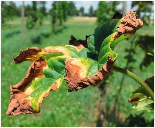 Leaf chlorosis and necrosis damage caused by potato leafhopper feeding called “hopper burn.”
