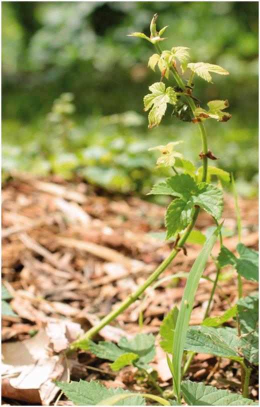 Hop downy mildew primary basal spike with short internodes, chlorosis, and necrosis.