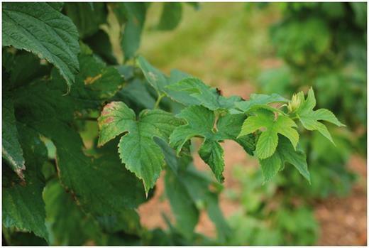 Hop downy mildew areal spike with short internodes and chlorosis.