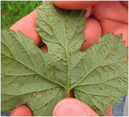 Hop downy mildew foliar lesions on the underside of a hop leaf.