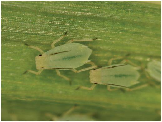 Wingless greenbugs are green with a darker green stripe along the top of their back. They have dark-tipped cornicles and tarsi and dark antennae. Photo by Richard Grantham, Oklahoma State University.