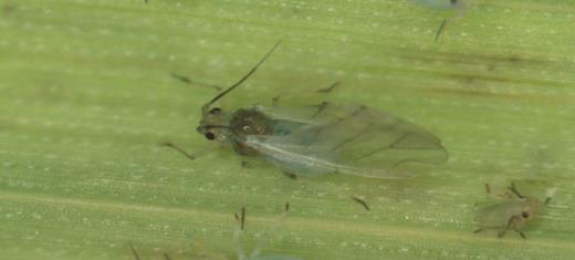 Winged greenbugs will colonize new sorghum or wheat fields. Photo by Richard Grantham, Oklahoma State University.