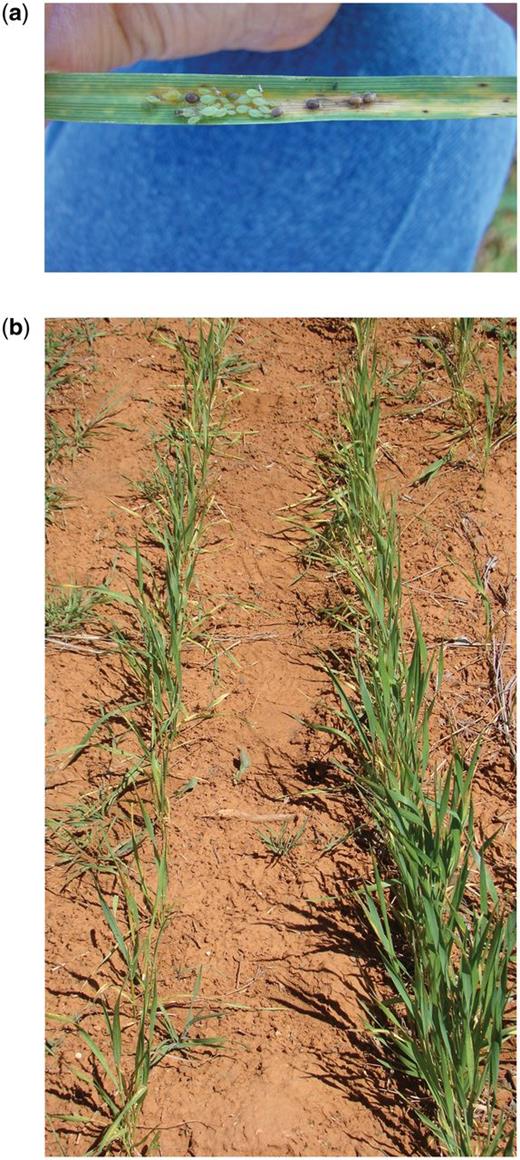 Typical damage caused by greenbugs feeding on wheat. (a) greenbugs and mummies on wheat leaf. (b) Stunted wheat from greenbug feeding (left) and uninfested wheat because greenbugs were controlled with an insecticide seed treatment (right). Photos by Bob Hunger, Oklahoma State University.