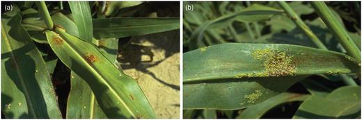 Typical damage caused by greenbugs feeding on sorghum. (a) visible damage on the topside of the leaf. (b) greenbug colony on the underside of the leaf. Photos by Phil Sloderbeck, Kansas State University.