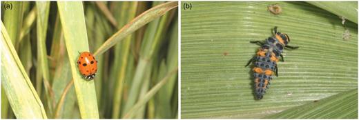 Lady beetles play a key role in suppressing greenbugs in sorghum and wheat. (a) Hippodamia convergens adult. (b) Hippodamia convergens larva. Photos by Phil Sloderbeck, Kansas State University.