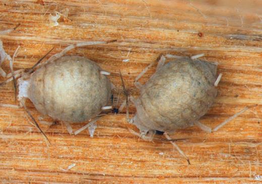 Greenbug mummies parasitized by Lysiphlebus testaceipes. They are accounted for in determining the need to control greenbugs in winter wheat. Photo by Richard Grantham, Oklahoma State University.