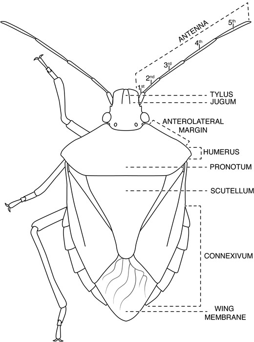 Line drawing of stink bug adult showing body parts important for discrimination of species common in soybean and corn in the midwestern United States (image credit: A.K. Tran).