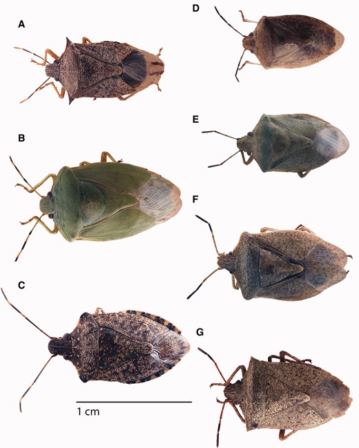 Stink bug adults commonly encountered in soybean and corn of the midwestern United States: (A) Podisus maculiventris, (B) Chinavia hilaris, (C) Halyomorpha halys, (D) Thyanta custator accerra (green), (E) Thyanta custator accerra (brown), (F) Euschistus servus euschistoides, and (G) Euschistus variolarius (photo credits: C. Kurtz and C. Philips, and modified by D. Pezzini).