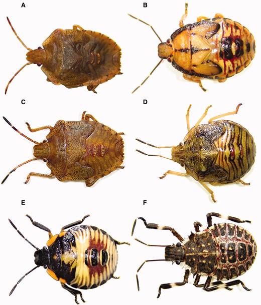 Stink bug nymphs (late-instars) encountered in soybean and corn of the midwestern United States: (A) Euschistus servus, (B) Podisus maculiventris, (C) Euschistus variolarius, (D) Thyanta custator, (E) Chinavia hilaris, and (F) Halyomorpha halys (photo credit: D. Pezzini).