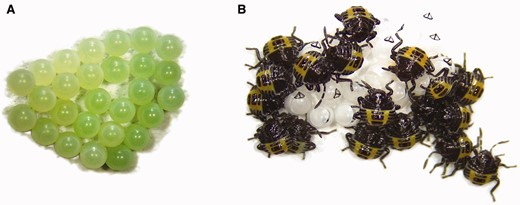 Stink bug (H. halys) egg mass (A) and first-instar nymphs on hatched egg mass (B) (photo credit: D. Pezzini).