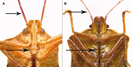 Mouthparts (i.e., rostra) of predatory (A) and herbivorous (B) stink bugs. Rostrum of predator is thick (about twice the thickness of the antenna), and rostrum of herbivore is thin (similar to thickness of antenna) (arrows indicate rostra and antennae; photo credit: D. Pezzini).