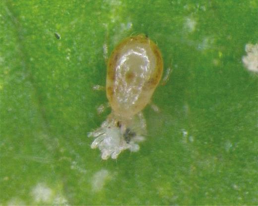 Neoseiulus californicus feeding on immature spider mite. Photo credit: Eric Palevsky.