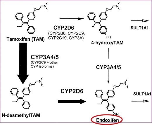 Tamoxifen and its active metabolites. Adapted from Jin et al. (9).