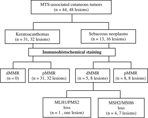 The flowchart for screening of patients with sebaceous neoplasms or keratoacanthomas for identifying LS using an immunohistochemical staining method. dMMR, defective MMR; pMMR, proficient MMR.
