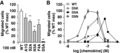 Migration of CCR6+ Jurkat cells in response to CCL20 point variants. (A) CCR6+ transfected Jurkat cells migrated in response to treatment with 100 nM concentration of CCL20 WT, A1G, S2A, N3A, or F4A in a transwell assay. Treatment with 100 nM CCL20 D5A did not promote migration. (B) CCL20 WT, D5A, D5K, and D5N promoted migration of CCR6+ Jurkat cells with maximum migration observed at concentrations of 100, 700, 300, and 300 nM, respectively. D5K treatment recruited ∼20% of cells recruited at maximal WT response. **P < 0.01 versus WT
