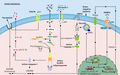 The noncanonical caspase-11-dependent pathway to NLRP3 inflammasome activation. Activation of the noncanonical caspase-11 NLRP3 inflammasome requires TLR- and type I IFN-induced transcription of pro-caspase-11, guanylate binding proteins (GBP), as well as NLRP3 machinery. Caspase-11 is activated within the cytosol by LPS derived from Gram-negative bacteria (e.g., Burkholderia, Legionella) that escape phagocytic vacuoles in a GBP-dependent manner, or accesses the cytosol via outer membrane vesicles (OMVs). The cytosolic hydrophobic hexa-acetylated lipid A moiety of LPS directly binds the CARD domain of caspase-11 to facilitate caspase-11 oligomerization and activation. Active caspase-11 induces the cleavage and release of the N-terminal domain of GSDMD to form pores in the cell membrane and cause pyroptotic cell death. Active caspase-11 also reportedly cleaves the pannexin-1 hemichannel to facilitate the release of ATP to perpetuate pyroptosis via P2X7R signalling, and activates NLRP3 via K+ efflux