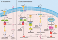 Alternative and cell death-induced pathways to NLRP3 inflammasome activation. A. The alternative NLRP3 inflammasome is activated in human monocytes by LPS. LPS signaling via TRIF recruits RIPK1, FADD and caspase-8 to trigger NLRP3 activation in a K+ efflux-independent manner. Unique to this pathway is the lack of requirement for ASC speck formation and pyroptosis. B. Multiple programmed cell death pathways trigger NLRP3 activation via K+ efflux. In the presence of LPS priming: (i) IAP loss induces formation of a RIPK1-RIPK3-FADD-caspase-8 complex, whereby activation of extrinsic apoptotic caspase-8 can activate IL-1β directly or trigger NLRP3 inflammasome activation via K+ efflux. (ii) When IAPs are absent and/or caspase-8 levels are compromised, a RIPK1/3 kinase- and MLKL-dependent necroptotic cell death pathway triggers NLRP3 activation in a K+ efflux-dependent manner. (iii) Specific activation of intrinsic effector molecules BAX and BAK, upon loss of pro-survival proteins MCL-1 and BCL-XL, triggers IAP loss to promote caspase-8 activity. BAX and BAK signaling activates effector caspases, caspase-3 and caspase-7, which cause K+ efflux to activate NLRP3 and are also required for activation of caspase-8 to cleave and activate IL-1β directly. Of note, pyroptotic effector GSDMD is dispensable for cell death and IL-1β secretion in all modes of cell-death mediated NLRP3 inflammasome activation