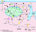Proposed models for NLRP3 inflammasome activation via mitochondrial dysfunction. Canonical stimuli are proposed to trigger NLRP3 inflammasome assembly and activation by damaging the mitochondria and inducing mitochondrial ROS (mtROS) production, releasing oxidized mitochondrial DNA (mtDNA) and promoting the mitochondrial localization of NLRP3 and ASC for activation. (1) Mitochondrial autophagy, mitophagy, limits NLRP3 activation by eliminating damaged or stressed mitochondria from the cell. (2-6) NLRP3 activation can be mediated by VDAC1/2-mediated mtROS production and (3) BAX/BAK activation, which can both be repressed by pro-survival protein BCL-2. (4, 6) ER stress induces C/EPB homologous protein (CHOP)-mediated transcriptional control of IP3R-dependent Ca2+ efflux from the ER into the cytosol. This induces transport of Ca2+ ions into the mitochondria that generates mtROS. (5) mtROS induces deubiquitylation of NLRP3 to promote inflammasome activation, and (6) may facilitate mtDNA release to activate NLRP3 by inducing mitochondrial pore transition (MPT) pore opening. (7) TLR4-IRF1 mediated transcriptional up-regulation of CMPK2 can generate short strands of mtDNA that exit the mitochondria in an oxidized form to bind and activate the NLRP3 inflammasome. (8) Depletion of mitochondrial NAD+ upon Sirtuin 2 inhibition may lead to hyper-acetylation of α-tubulin and induce Dynein-mediated transport of ASC on the mitochondria to NLRP3 on the ER, and facilitate NLRP3 activation. (9, 10) Cardiolipin and the mitochondrial antiviral signaling protein (MAVS) can reportedly tether NLRP3 to the mitochondria for activation in a mtROS-dependent manner. (11) Specific activation of BAX/BAK triggered by loss of BCL-XL and MCL-1 activity can trigger NLRP3 activation, via activation of downstream effector caspases, caspase-3 and -7, in a K+ efflux-dependent manner (see Fig.)