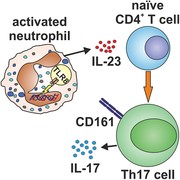 Human neutrophils activated via TLR8 promote Th17 polarization through IL-23