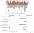 GO and enriched KEGG pathway analysis in proximal aortas of Model mice and TAN-treated mice. GO analysis in proximal aortas. The significant molecular function, biological process, and cellular component changed mRNAs targeted miRNAs in proximal aortas of TAN treated mice. The number and percent of genes in GO term were showed in histography (A). The mRNAs enriched KEGG pathway histogram showing statistics of pathway enrichment in proximal aortas from TAN treated mice. The abscissa represents signal pathway and the ordinate represents the number of statistics of mRNAs enriched KEGG pathway in proximal aortas from TAN treated mice compared with Model mice. Up- and down-regulated signaling pathways are shown in the histograms (B and C, respectively)