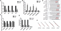 The quantitation of RNAs to validate the predicted results. The quantitation of mRNAs (A), miRNAs (B), and circRNAs/lncRNAs (C) associated with inflammation in Mϕs isolated from plaques was detected by qRT-PCR to validate the results of RNA-seq analysis of aorta. n = 3. **P < 0.01 versus Model group, n = 3/group. qRT-PCR analysis of the location of circ-Cd84, circ-Wdr91, circ-Tns3, and lnc-Pirb in RAW264.7 cells (D). The predicted secondary structure of miRNAs binding with circRNAs or mRNAs (E). The 2D construction of miRNAs and the predicted binding site with relative mRNAs are shown (F)