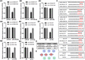 CircRNAs acts as a sponge for miRNAs and the ceRNA network. The luciferase reporter assays in RAW264.7 cells co-transfected with wild-type or mutant circ-Cd84/ circ-Wdr91/circ-Tns3 luciferase vector and control (A1-5) or miR-378a-5p/miR-378c/let-7d-5p mimics (B1-3). The wild-type and mutant sites of the circRNAs and mRNAs with miRNAs are shown in red color (C). The interaction of 3 ceRNAs (circ-Tns3/let-7d-5p/Ctsl, circ-Wdr91/miR-378a-5p/Msr1, and circ-Cd84/miR-30c/TLR2) (D). The ceRNA network is shown in graph (E). Three miRNAs (red color) are the center of the regulation, purple and green colors represent circRNAs and mRNA, respectively