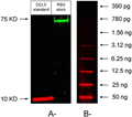 Measured concentrations of CCL5 at different purification steps plotted against a mathematically predicted pattern of free running molecules. Throughout purification, there were several steps to dilute a typical soluble low molecular weight substance (>400×) from step A to step E (dilution factor: 425 ± 19, n = 3). If CCL5 behaved like a free-running molecule, the mathematically predicted concentrations of CCL5 are shown from step B to step E (open circles). In contrast, filled squares show the measured levels of CCL5 per purification step (n = 3). Error bars represent sem