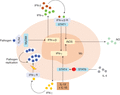 Signaling of IFN-γ autocrine/paracrine pathways in macrophages. The stimulation of STAT-4 through type I cytokines, IL-12, and IL-18 leads to IFN-γ production. Intracellular pathogens induce the production of type I IFN at the transcriptional and protein levels in a TLR-4/MyD88-dependent manner. The ligation of type I receptors also leads to the secretion of IFN-γ in a STAT-1-dependent manner, and the control of intracellular bacterial growth via the production of NO. Finally, secreted IFN-γ is sensed in an autocrine manner by macrophages permitting the set-up of their classical antimicrobial response. The regulation of IFN-γ production is under a negative control by IL-4 in a STAT-6-dependent manner