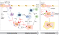 Macrophage-derived IFN-γ in the innate and adaptive responses during infections. During infection, the innate and the adaptive immunity are at least in part under the control of type I and type II IFN, respectively. The concept of IFN-γ production by macrophages is presented in red. It is based on the cooperation of neutrophils, dendritic cells, or/and macrophages. The nonlymphoid IFN-γ activates macrophages during the early phase of the innate response to infection. Resident cells, such as dendritic cells and macrophages (Mɸ) initiate the type II IFN response through the secretion of IFN-γ following their direct interaction with pathogens. Then, the release of proinflammatory cytokines and type I IFN leads to the recruitment of neutrophils (N) initiating the control of pathogen invasion (bacterial engulfment), another source of IFN-γ. Dendritic cells are also recruited at the site of infection; they are involved in the activation of NK/ILC cells and T cells via the secretion of IL-12. Activated NK/ILC cells produce IFN-γ allowing the activation of macrophages in the later phase of the innate immunity. Another scenario could be considered assuming that minute amounts of macrophage IFN-γ allow microbial killing without eliciting a strong Th1 immune response