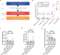 Study flow chart and the number of eosinophils and their progenitors after endotoxin challenge. (A) Study design. Seven healthy volunteers underwent a baseline bone marrow aspiration and vena puncture (blue). Seven volunteers were challenged with an intravenous dose of 2 ng/kg lipopolysaccharide (LPS) at day 7 and a second bone marrow aspiration and blood withdrawal 4 h later (red). Finally, 6 volunteers underwent a final bone marrow aspiration and blood withdrawal at day 14 (orange). (B) Number of eosinophils in the bone marrow and blood, and their progenitors (from eosinophil promyelocyte stage and further) in the bone marrow are depicted as a percentage of total nucleated cells. (C) Number of EoPs (CD34+ and IL-5Rα+ cells) in the bone marrow is depicted as a percentage of total nucleated cells or (D) as a percentage of CD34+ cells. (E) Number of CD34+ cells is depicted as a percentage of total nucleated cells. Results are plotted as median ± IQR (interquartile range). A Wilcoxon matched-pairs signed rank test was performed. NS, not significant. *P ≤ 0.05; **P ≤ 0.01; ****P ≤ 0.0001