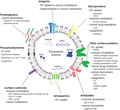 Depicts the general functions of different EV surface molecules in diseases. These surface molecules play a role in EV (and the cargo consisting of nucleic acids, proteins, and lipids) trafficking and uptake by recipient cells, as well as the pathogenesis of various diseases. AML = acute myeloid leukemia; autoAg = autoantigen; CRC = colorectal cancer; EGFR = epidermal growth factor receptor; Ig-BCR = immunoglobulin B-cell receptor; IgG = immunoglobulin G; miRNAs = microRNAs; MM = multiple myeloma; P-gp = P-glycoprotein; PDI = protein disulfide isomerase; RA = rheumatoid arthritis; SR-B1 = scavenger receptor type B-1; SLE = systemic lupus erythematosus; TF = tissue factor; T1DM = type I diabetes mellitus; and vWF = von Willebrand factor