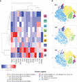 Functional clustering analysis of asthmatic (AS) and healthy control (HC) macrophage/monocyte populations. Induced sputum samples for AS (n = 4) and HC (n = 3) were labeled fresh on the day of collection with metal-conjugated antibodies and analyzed by mass cytometry. Macrophages and monocytes identified through manual gating were analyzed using FlowSOM to identify nine distinct clusters with Z scored median expression level of channel intensity for each marker in each cluster (A). Visualization using tSNE (B) for all samples (ALL; top), AS patients (middle), and HCs (bottom)