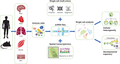 Understanding the heterogeneity and temporal dynamics of individual immune cells by scRNA-Seq. Immune cells can be isolated from any tissue organ of interest from human or mouse in homeostasis, disease, or regeneration. Individual cells are profiled by scRNA-Seq for understanding the cellular heterogeneity, identifying novel or rare subsets, and tracking developmental trajectory during the biologic process. scRNA-Seq can also be coupled with other single-cell technologies to study multiomics at the proteome, genome, or epigenome level; and/or combined with spatial transcriptomics analysis to study 3-dimensional localization of individual cells (the cartoon is adopted from Ref. 96). Altogether, scRNA-Seq offers an unprecedented opportunity to study the functional role of immune cells during tissue homeostasis, disease, and regeneration