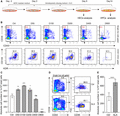 ALA promotes production of hemogenic endothelium cells and hematopoietic stem/progenitor cells. (A) Strategy used to analyze the impact of ALA on hematopoietic differentiation. (B) Flow cytometry analysis of CD34+ CD43− KDR+ CD144+ hemogenic endothelium cells on day 8 after addition of different doses of ALA to the H1/AGM-S3 hematopoietic differentiation coculture wells. D50, D100, D200, D40, and D800 indicate final ALA concentrations of 50, 100, 200, 400, and 800 µg/ml, respectively. (C) Absolute number of CD34+ CD43− KDR+ CD144+ hemogenic endothelium cells in 1 × 104 total live cells were calculated. (D) Flow cytometry analysis of CD34+ CD43+ CD45+ hematopoietic stem/progenitor cells on day 14 with and without (Ctrl) ALA treatment; 100 µg/ml ALA was added to the H1/AGM-S3 hematopoietic differentiation coculture wells. (E) Absolute number of CD34+ CD43+ CD45+ hematopoietic stem/progenitor cells in 1 × 104 total live cells were calculated. Data in the bar graphs in (C) and (E) are presented as the mean ± sd. An unpaired Student’s t-test (two-tailed) was performed. N = 3 replicates; *P < 0.05, **P < 0.01, ***P < 0.001, ****P < 0.0001; ns, not significant