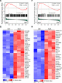 ALA up-regulates hematopoiesis and oxygen level responses related transcription factors. (A) Expression of various genes in hemogenic endothelium cells in normal cocultures against the expression of those in hemogenic endothelium cells in ALA-treated cocultures on day 8 (horizon axis) (n = 3 replicates), presented as normalized expression values (mean) and plotted as FPKM values; colors (key) indicate genes significantly upregulated (red) or downregulated (blue) in hemogenic endothelium cells by ALA (a difference in expression of <2-fold; adjusted P-value < 0.05 (DESeq2 R package)). (B) Gene ontology (GO)–enrichment analysis of the 145 differentially up-regulated transcription factors using the clusterProfiler R package: each symbol represents a GO term (noted in the plot); color indicates the adjusted P-value (P-adj (significance of the GO term); bottom key), and symbol size is proportional to the number of genes (top key). (C and D) Expression of genes encoding regulators of hematopoiesis- (C) and oxygen level response- (D) related transcription factors identified from the results of GO enrichments analysis. Columns represent the indicated replicates of each population. (E–G) GSEA of hematopoiesis stem cells (E) and targets of NUP98-HOXA9 fusion genes. (F) Pathways from the dataset of c2.all.v5.2.symbols downloaded from the GSEA website. Heatmaps represent the expression of leading-edge genes found in the hematopoietic stem cell gene cluster (G) and targets of the NUP98-HOXA9 fusion gene (H). Columns represent the indicated replicates of each population (C, D, G, and H)