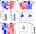 ALA promotes endothelial-to-hematopoietic transition progress. Heatmaps show the expression of endothelial-to-hematopoietic transition positive regulated genes (A) and endothelial-to-hematopoietic transition negative regulated genes (B). (C) CD34+ CD45+ hematopoietic stem/progenitor cells percentages or absolute cell numbers derived from 2500 hemogenic endothelium cells were calculated. Sorted hemogenic endothelium cells were seeded onto AGM-S3 stroma cells and cultured for 4 days. (D) Representative flow cytometry results of CD34+ CD45+ hematopoietic stem/progenitor cells derived from CD34+ KDR+ CD43− hemogenic endothelium cells. Numbers in quadrants indicate percentages. (E) Heatmaps represent the expression of ROS sensor-responsive genes. (F) Flow cytometry analysis of ROS levels in CD34+ CD43− KDR+ CD144+ hemogenic endothelium cells from normal or ALA-treated cocultures on Day 8. (G) Mean fluorescence intensity (MFI) was calculated. Each symbol (C and G) represents an individual replicate; small horizontal lines indicate the mean (±sd). Columns represent the indicated replicates of each population (A, B, and E).The data in the bar graphs in (C), and (G) are presented as the mean ± sd. An unpaired Student’s t-test (2-tailed) was performed. N = 3 replicates; *P < 0.05, **P < 0.01, ***P < 0.001, ****P < 0.0001; ns, not significant