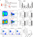 ALA maintained functional HSC in ex vivo culture. (A) Strategy of analysis the effect of ALA exerted on HSC. (B) CFU assay of Ctrl or ALA-treated cultures with 7 days ex vivo culture. Total nucleated cells of cord blood were used as input cells for ex vivo culture. Five hundred total cells derived from Ctrl or ALA-treated cultures were used for CFU assay, and absolute colony numbers were counted on day 14. (C) Representative flow cytometry plots of CD34+ CD38− CD90+ CD45RA− LT-HSCs, CD34+ CD38− CD90− CD45RA− ST-HSC, CD34+ CD38− CD90− CD45RA+ committed progenitors (C-progenitors), and CD34+ CD38+ progenitors at day 7 for Ctrl or ALA-treated cultures. (D) Absolute cell numbers of LT-HSCs, ST-HSC, C-progenitors and CD34+CD38+ progenitors were calculated derived from 1 million total cord blood nucleated cells. (E) Representative flow cytometry plots of human blood cells chimerism at 3 months post-transplantation. Fresh cord blood nucleated cells, Ctrl cultures, and ALA-treated cultures were transplanted into 1.0 Gy irradiated recipients. (F) Statistic analysis the percentages of donor derived cells at 3 months post-transplantation. Each point indicates an individual recipient. The data in the bar graphs in (B, D, and F) are presented as the mean ± sd. An unpaired Student’s t-test (2-tailed) was performed. N = 3 replicates; *P < 0.05, **P < 0.01, ****P < 0.0001