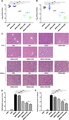 The combination of BAI and VAN reduces bacterial load in organs and alleviates liver and kidney injury in MRSA-infected mice. C57BL/6J mice were intraperitoneally injected with MRSA (2 × 108 CFU/mouse) and treated with BAI (100 mg/kg), DXM (7 mg/kg), and VAN (110 mg/kg). Twelve hours later, the livers and kidneys were collected. Bacterial loads in livers (A) and kidneys (B) were calculated by the Log10 CFU/g. (C) H&E staining of liver or kidney sections were from the indicated group (200×). The representative results from 3 independent experiments are shown. (D and E) Liver and kidney injury were scored by observing the morphological structure. Data were expressed as mean ± sd (N = 5/group). Statistical significance was determined at *P < 0.05 and **P < 0.01