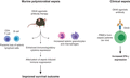 OX40 activation with an agonistic antibody attenuated sepsis-induced immunosuppression and improved survival outcome in a mouse model of sepsis. In addition, the OX40 agonistic antibody increased IFN-γ expression in leukocytes from septic patients