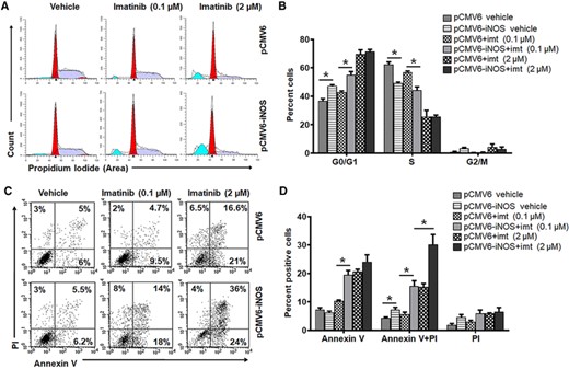 Overexpression of iNOS increases imatinib sensitivity in K562 cells. (A–D) K562 cells were transfected with pCMV6 (empty vector) or pCMV6-iNOS vector and positive clones were selected by G418 resistance. Stably iNOS transfected K562 cells were further treated with vehicle or imatinib (imt, 0.1 or 2 μM) for 48 h followed by FACS analysis. Representative flow cytometry histogram (A) and bar diagram (B) demonstrate cell phase (G0/G1, S, and G2/M) distribution in iNOS overexpressed K562 cells. Flow cytometry dot plot (C) and bar diagram (D) exhibiting apoptosis (Annexin V/PI staining) in stably iNOS transfected K562 cells. Data in bar diagram represent mean ± sem of 4–8 independent experiments. *P < 0.05