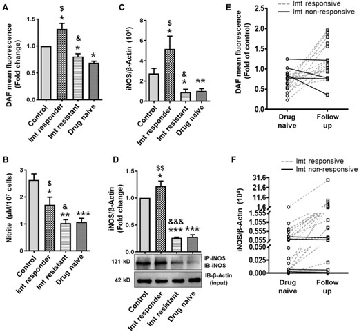 NO generation, nitrite content, and iNOS expression in PMNs of CML patients. (A) NO generation (fold change in DAF-2T mean fluorescence; control n = 78, drug naive n = 83, imatinib responder n = 74, and imatinib resistant n = 25). (B) Total nitrite content as assessed by modified Griess reagent (control, drug naive, and imatinib responder; n = 25 in each group, imatinib resistant n = 10). (C) Expression of iNOS transcript (control n = 78, drug naive n = 83, imatinib responder n = 74, and imatinib resistant n = 25) as measured by real-time PCR using β-actin as an internal loading control, and (D) iNOS protein expression (fold change) in PMNs of healthy control and CML patients (drug naive, imatinib responder, and imatinib-resistant subjects). Cell lysates were immunoprecipitated (IP) and immunoblotted (IB) with iNOS antibody. β-Actin in the aliquot of same lysate used for IP was used as loading control. DAF-2T mean fluorescence or iNOS protein expression in PMNs of healthy volunteers was considered 1 to calculate the fold change. (E and F) NO/iNOS in CML follow-up patients before and after the treatment with imatinib (400 mg/OD, duration of treatment 3 months-2.5 years). NO generation (n = 18) (E) and iNOS mRNA expression (n = 24) (F) in PMNs of CML follow-up patients. Solid and dotted line represent the imatinib nonresponsive and responsive CML follow-up patients respectively. Data expressed as mean ± sem. WB data are from 3 independent experiments. *P < 0.05, **P < 0.01, and ***P < 0.001 versus control; $P < 0.05 and $$P < 0.01 drug naive versus imatinib responder; &P < 0.05 and &&&P < 0.001 imatinib responder versus imatinib resistant. Imt, imatinib